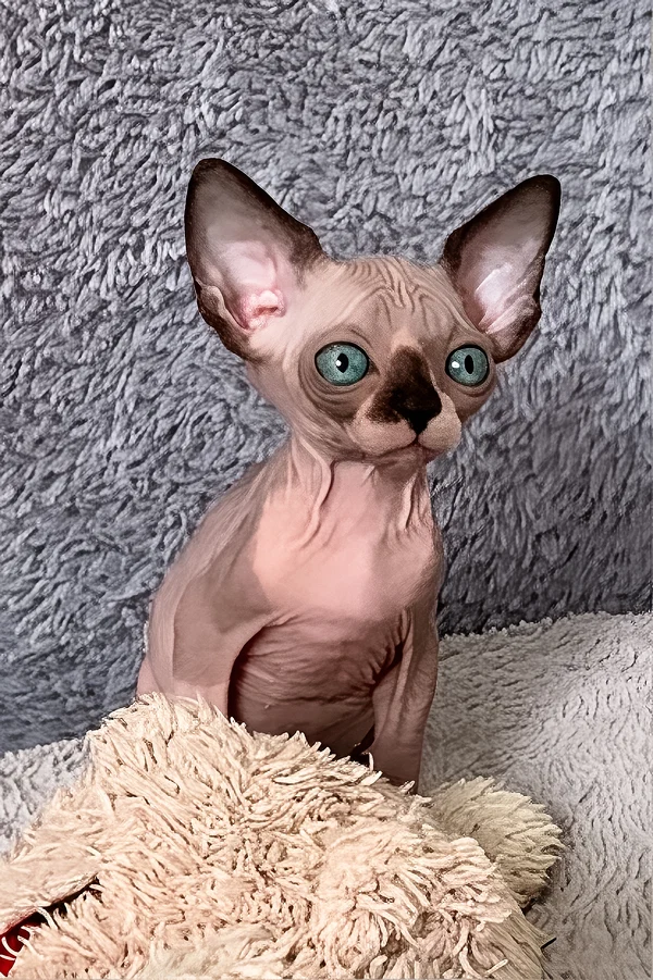 purebred sphynx kittens for sale