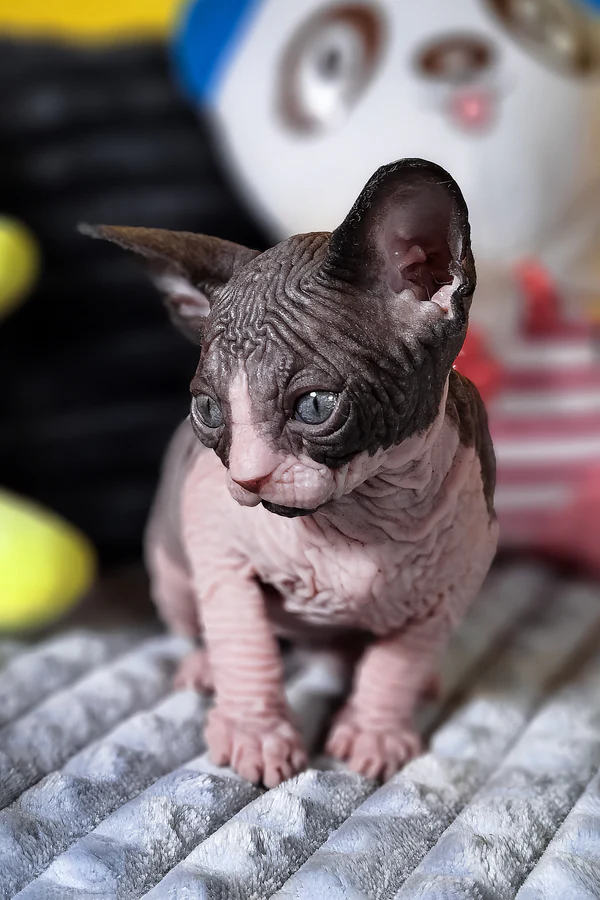 sphynx cat for sale