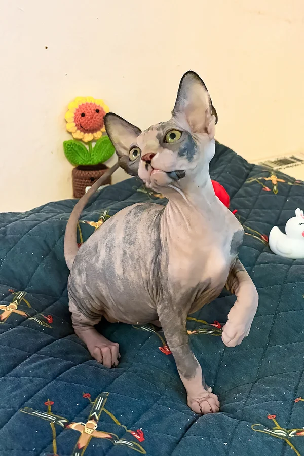 sphynx cat kittens for sale