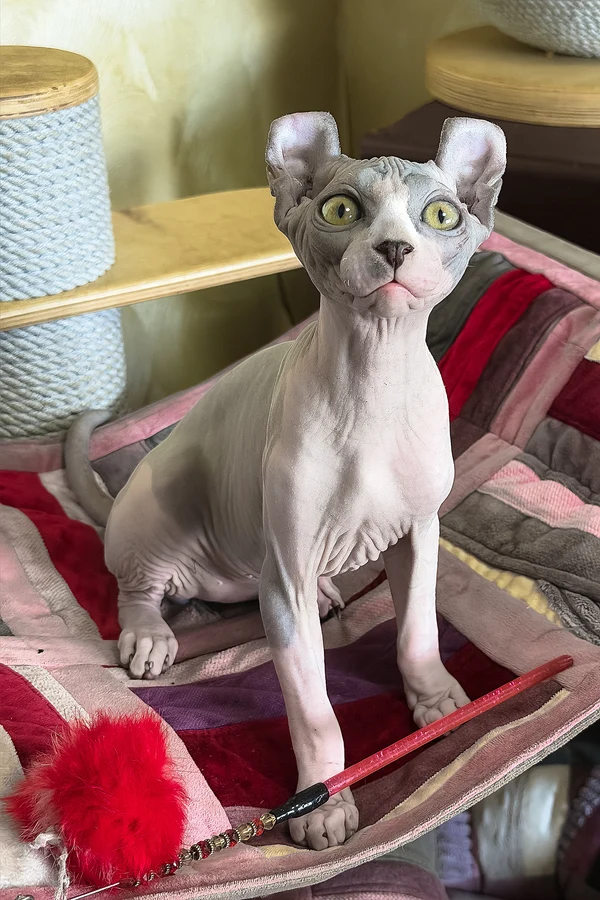 hairless sphynx kittens for sale