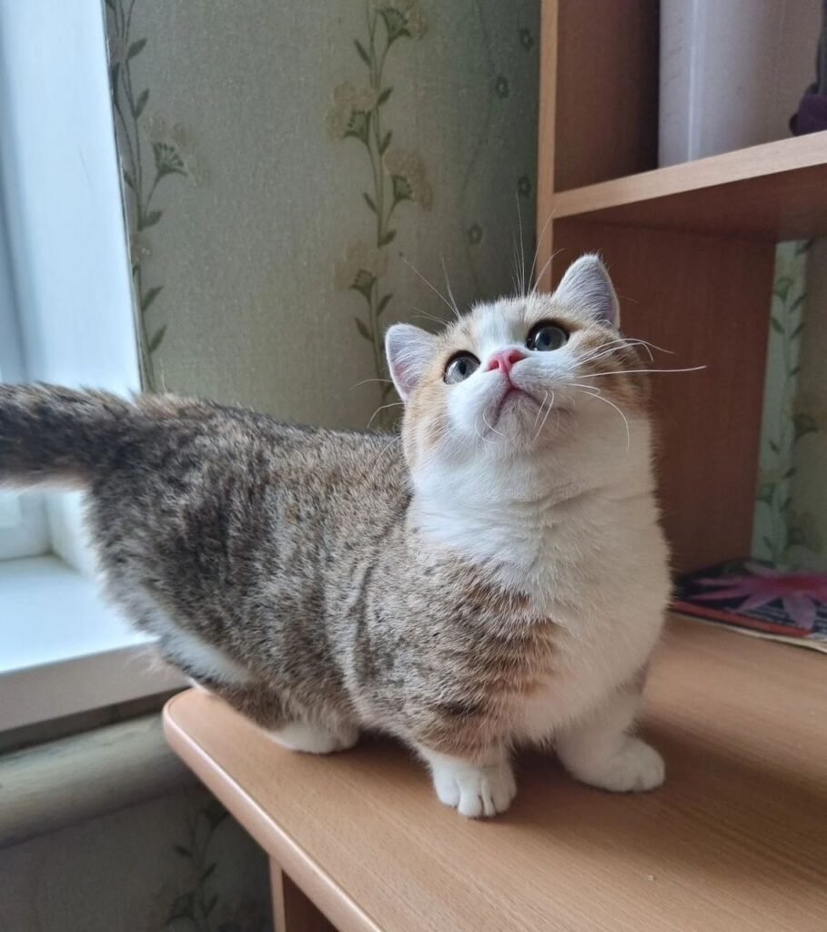 scottish fold kittens breeder