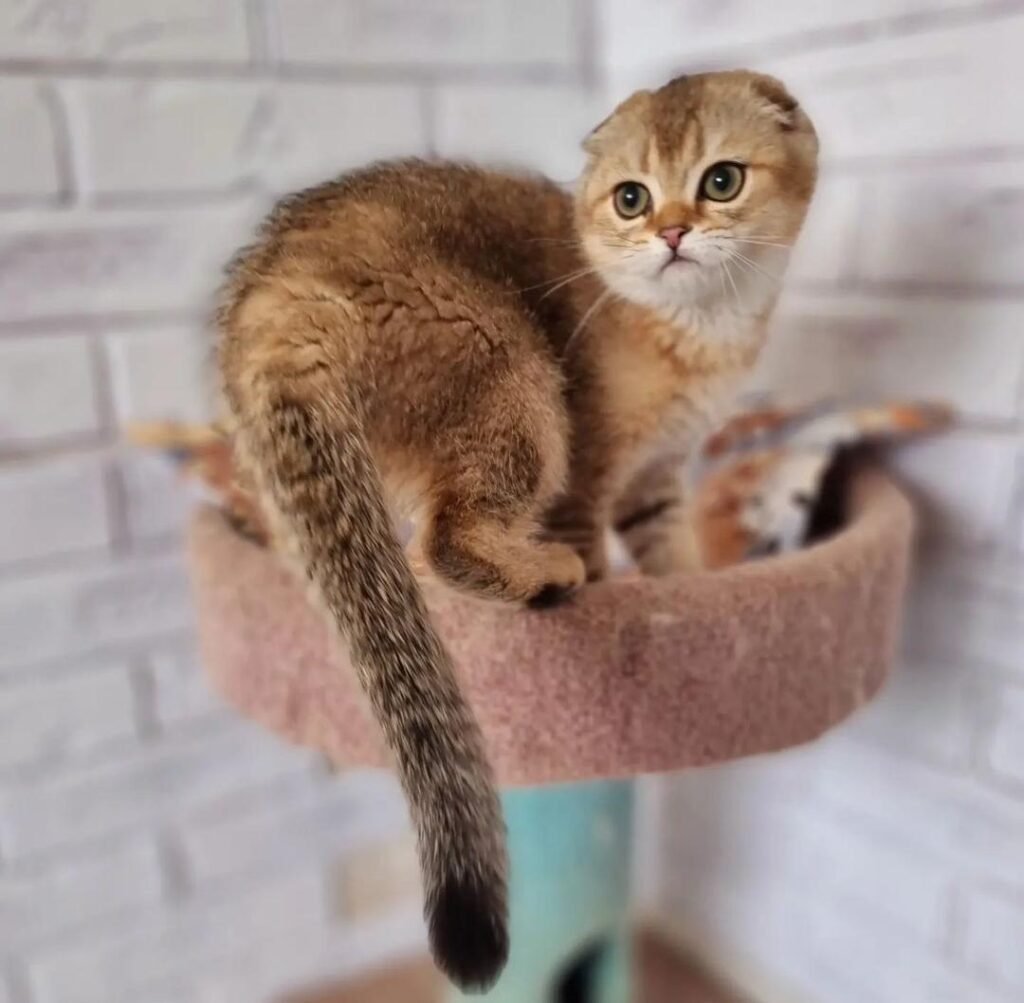 scottish fold kittens for sale near me