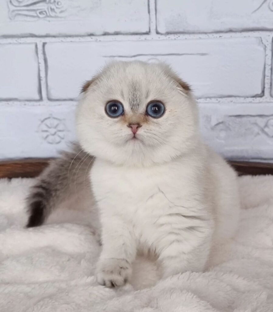 scottish fold kittens for adoption